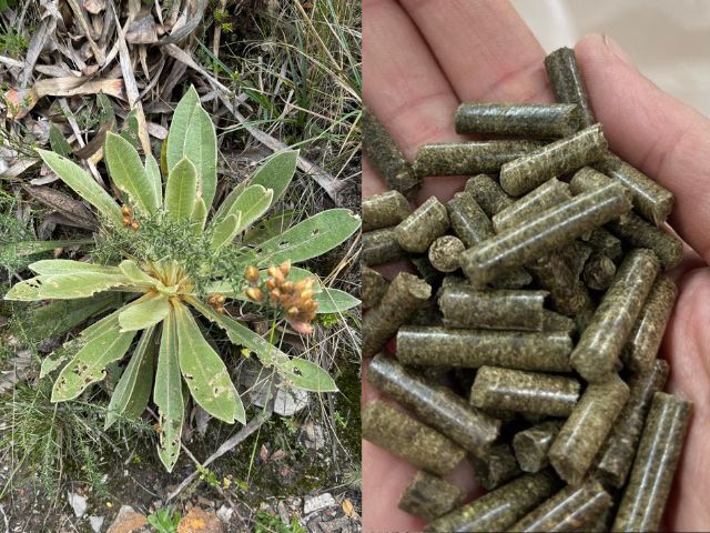De una planta invasora a una fuente de energía: innovación desde Ingeniería Mecánica